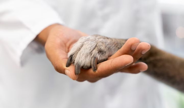 VetPet Central: online vet help